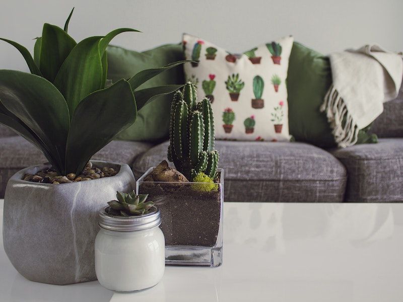 pexels-designecologist-1005058